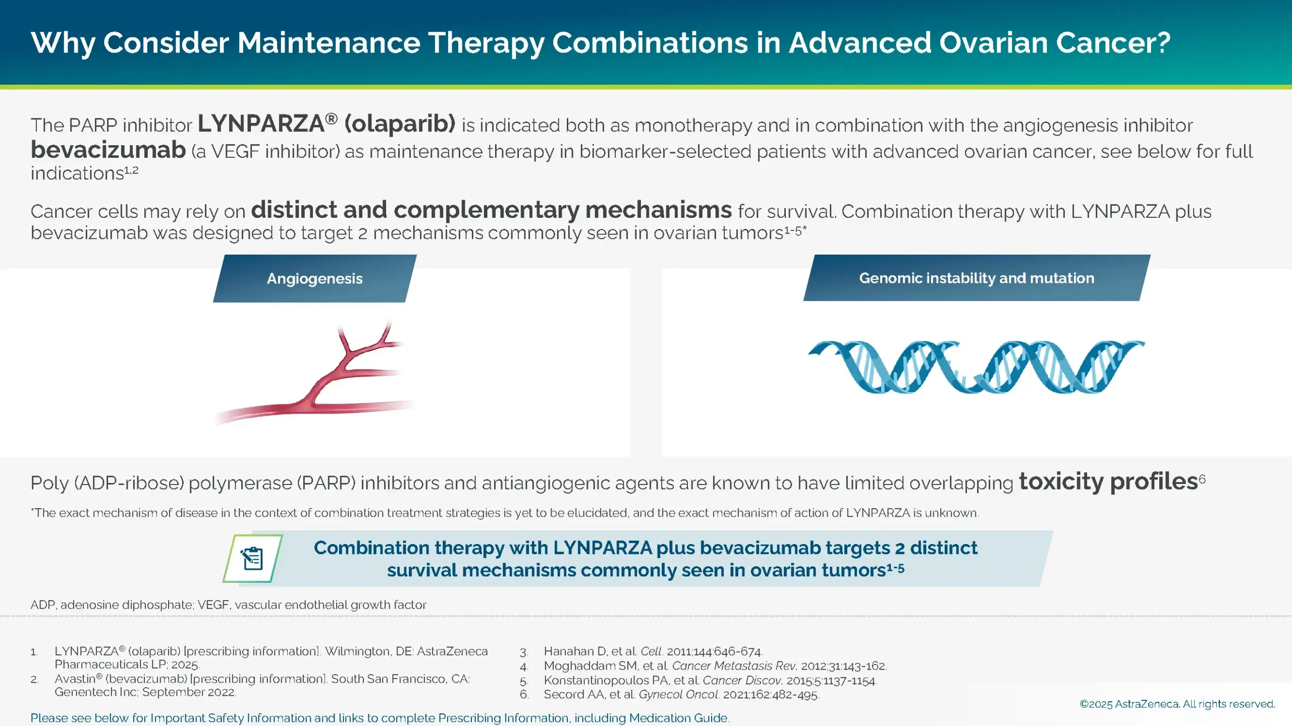 Combination therapy with LYNPARZA + bevacizumab targets 2 distinct survival mechanisms commonly seen in ovarian tumors.