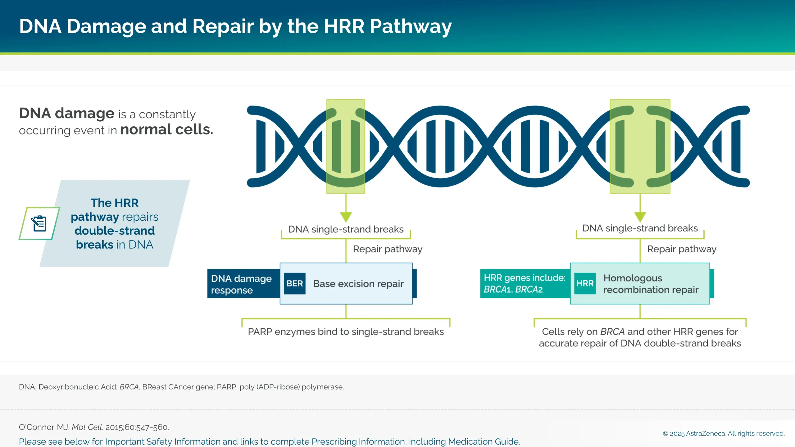 DNA damage is a constantly occurring event in normal cells. The HRR pathway repairs double-strand breaks in DNA.