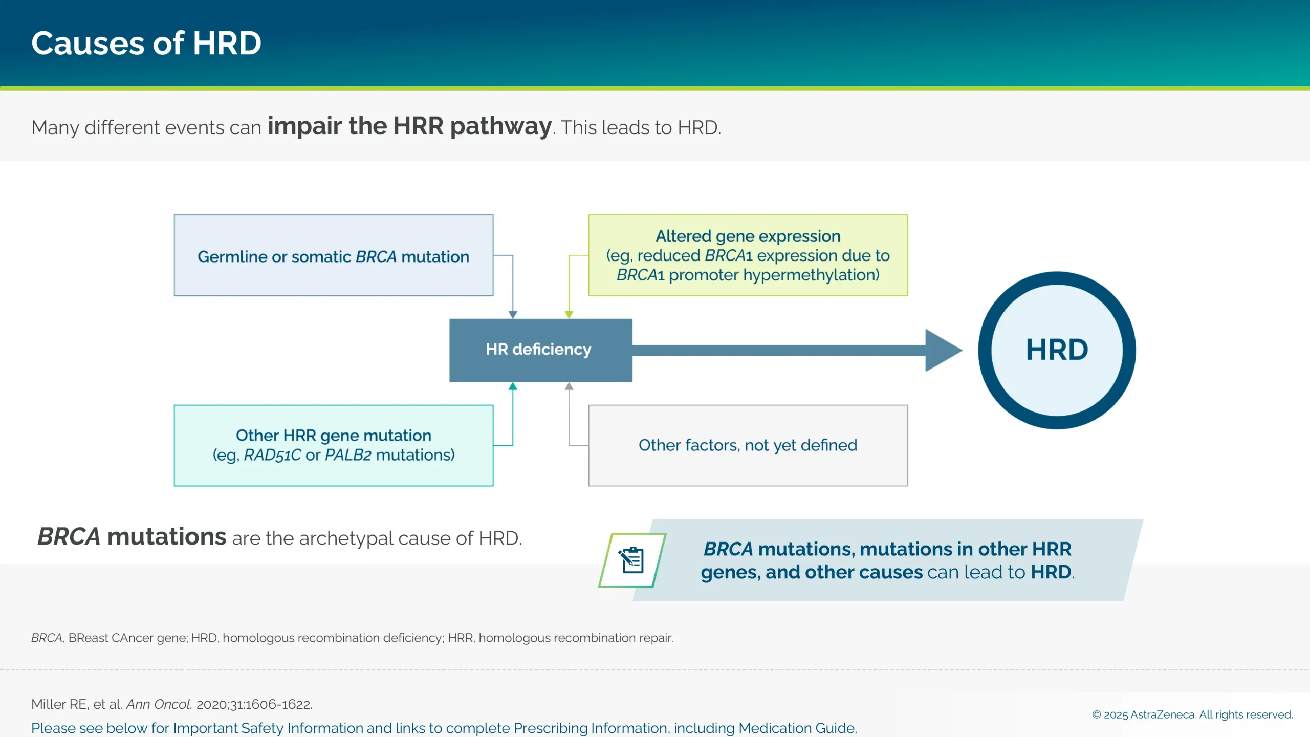 Causes of HRD: Many different events can impair the homologous recombination repair pathway. This leads to HRD.