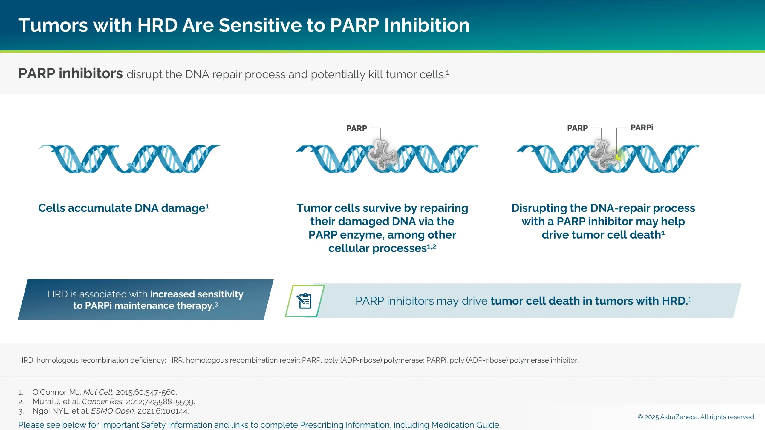 Tumors with HRD are sensitive to PARP inhibition. PARP inhibitors disrupt the DNA repair process and potentially kill tumor cells.